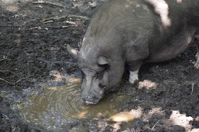 斯可能因脑 斯可能因脑