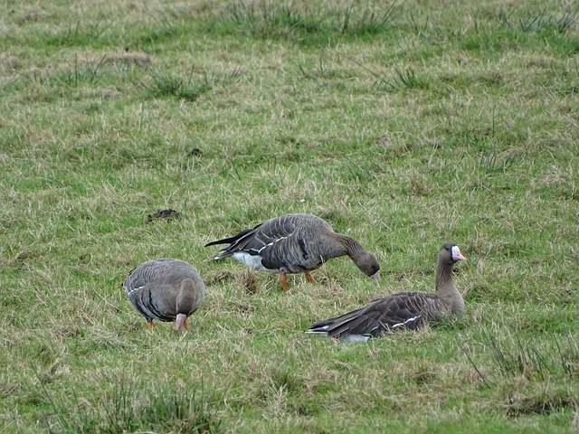 莫天才🤯莫耶斯近6场英超狂揽14分&排英超第1，这竟是保级队？.